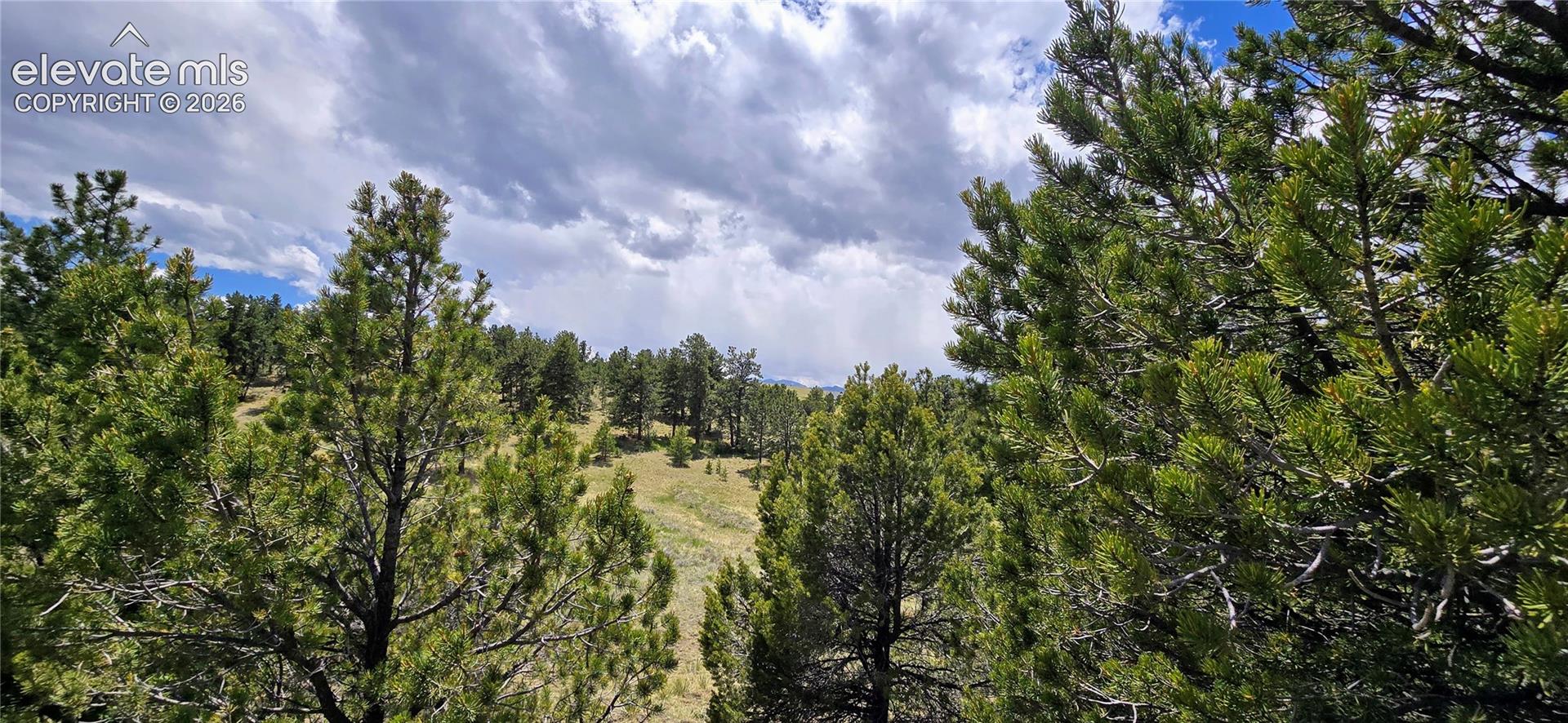 Naturally wooded grounds featuring mature evergreen trees and rolling terrain