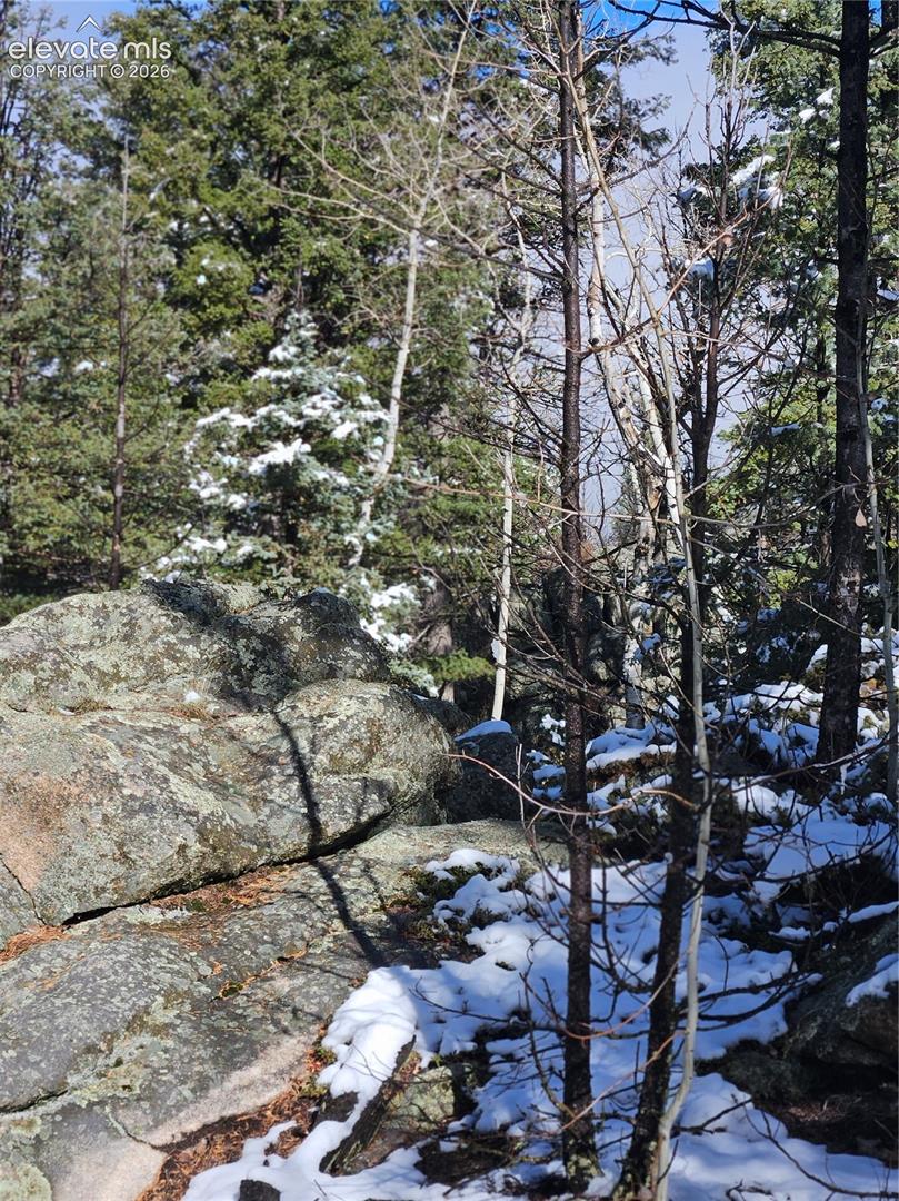 Natural landscape featuring mature evergreen trees, deciduous saplings, and large granite rock outcroppings