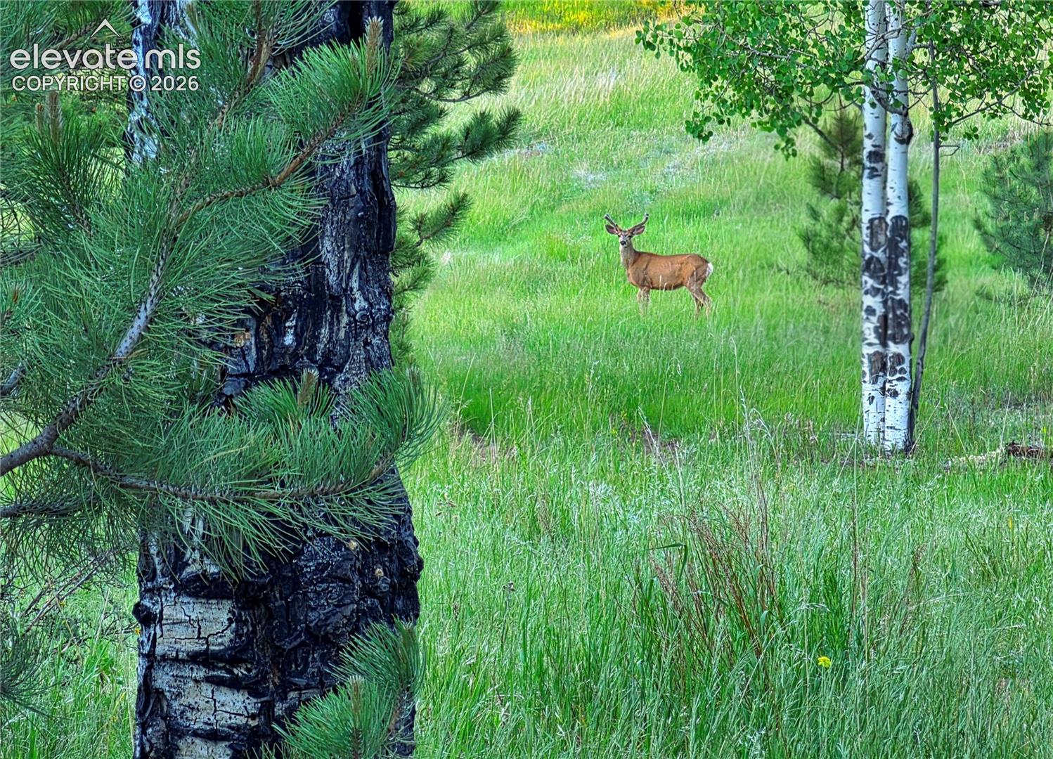 Beautiful Wildlife off of one of the ATV trails.