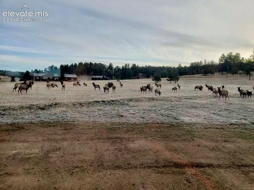 Annual Elk Migration
