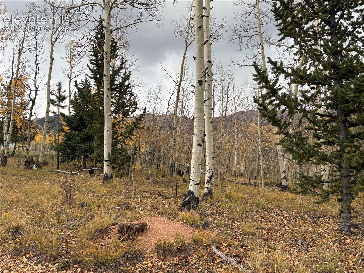Wooded acreage featuring mature aspen trees, native evergreens, and mountain topography