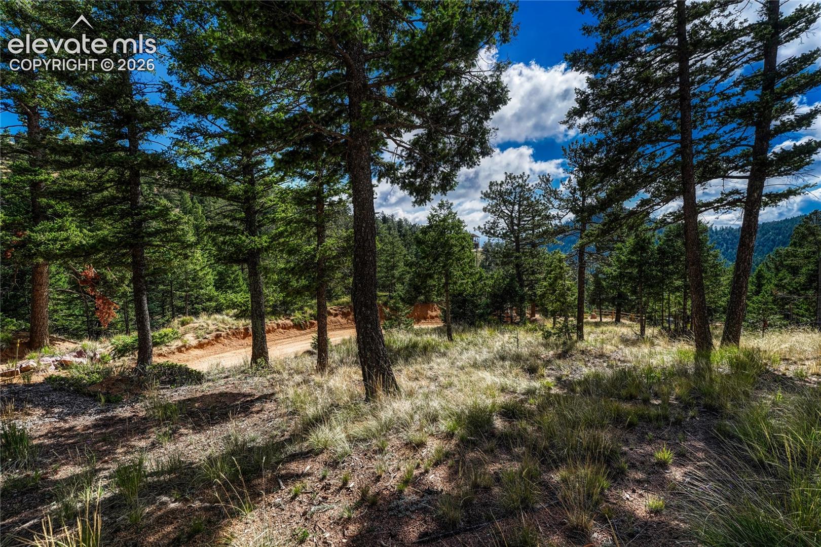 Peek through the pines to the mountains