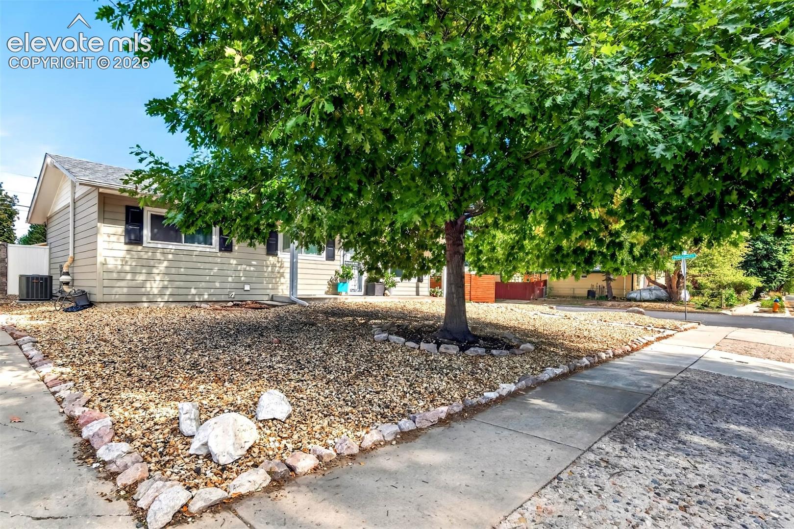  mature shade tree