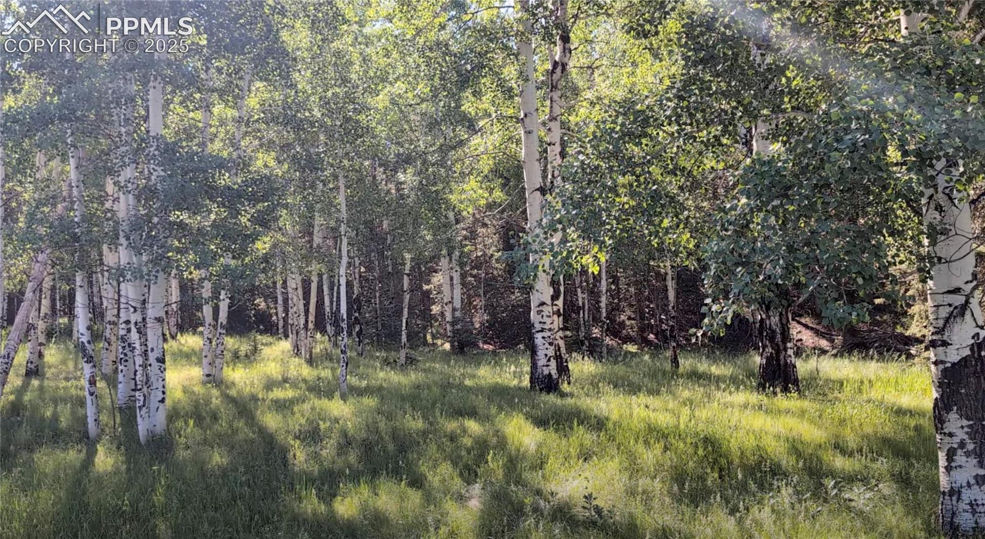 View of tree filled area