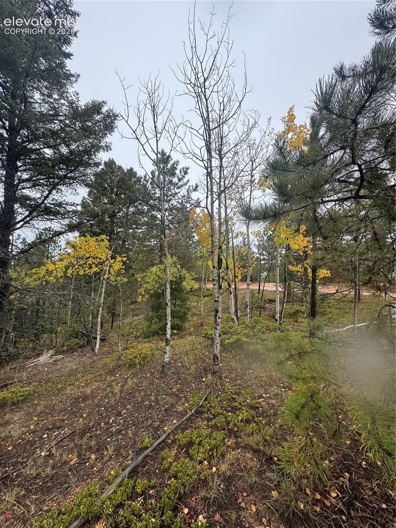 Wooded terrain featuring a mix of evergreen and deciduous trees, with some displaying yellow foliage