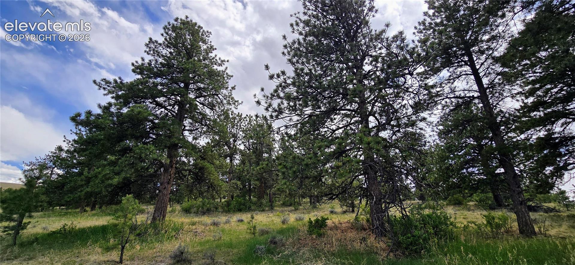 Mature pine trees within a natural setting