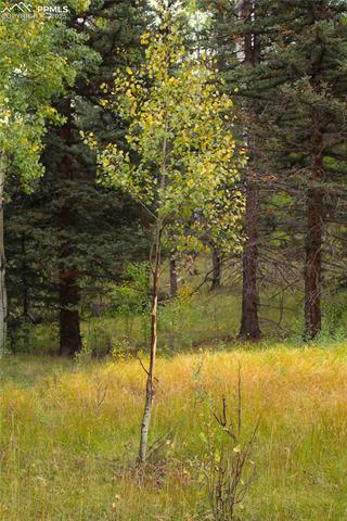 elk rubbed tree