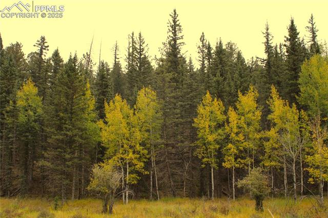 Fall color coming into aspens