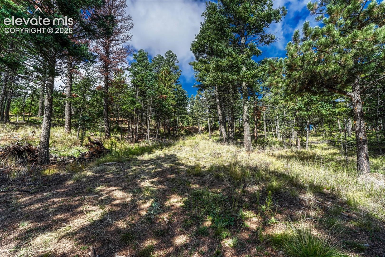Mature pines on the lot