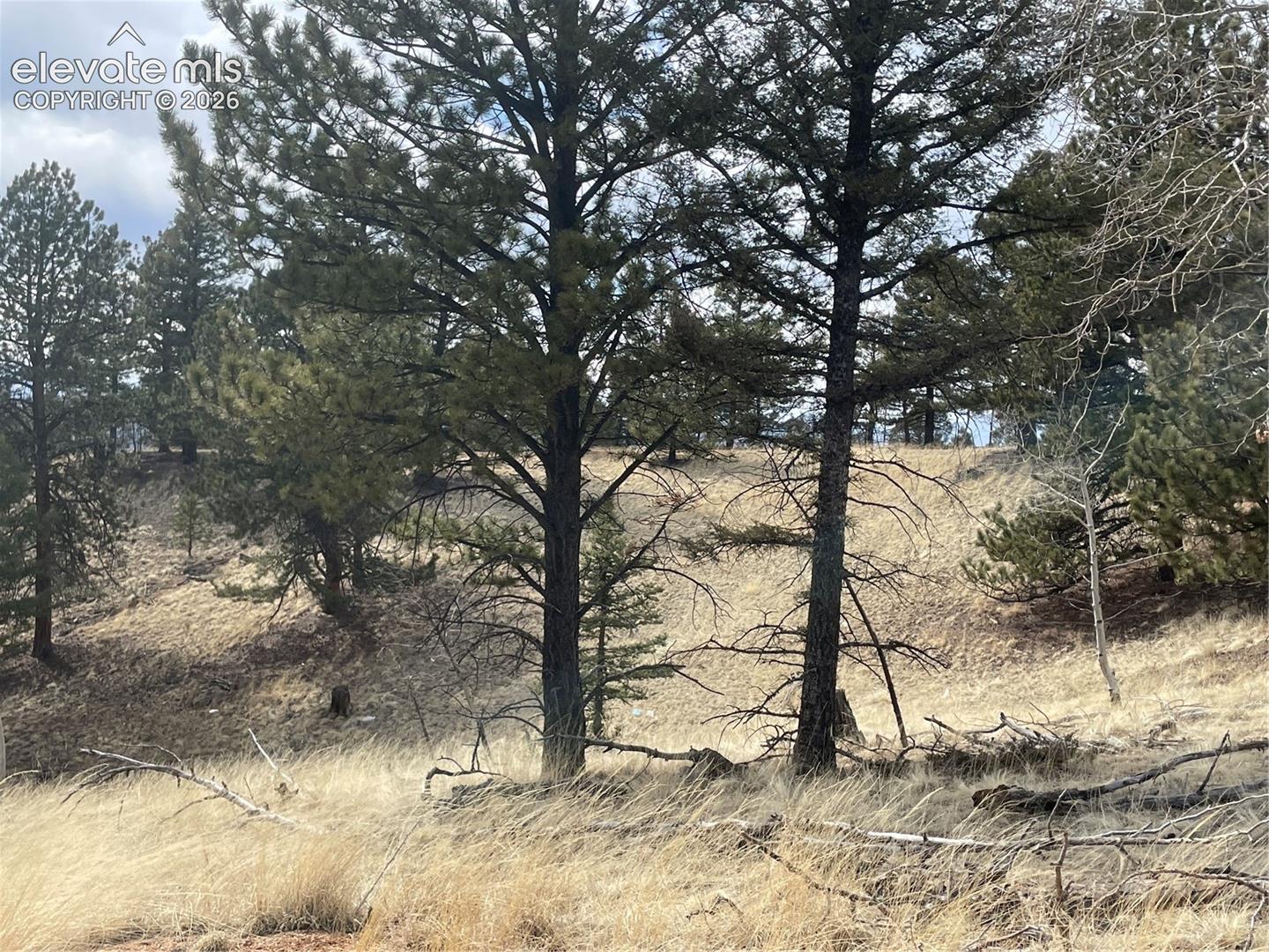 Natural land featuring rolling terrain, mature pine trees, and native grasses