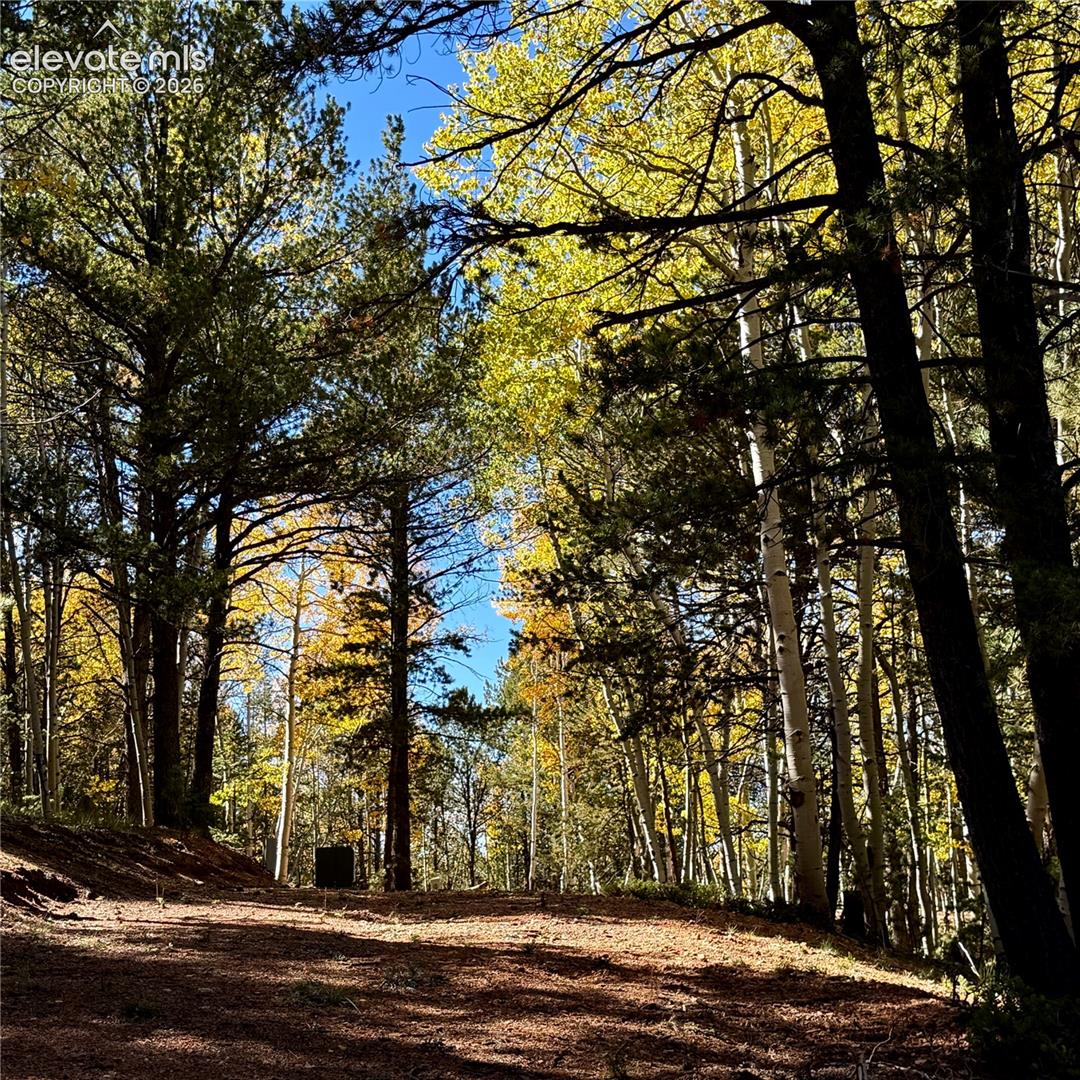 Expansive natural landscape featuring mature trees, a clear blue sky, and a generously sized clearing
