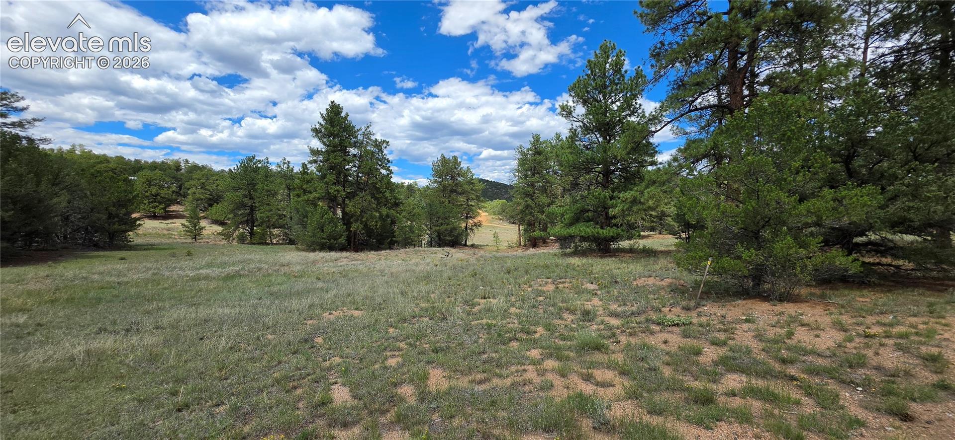 Expansive property featuring mature pine trees and natural landscaping