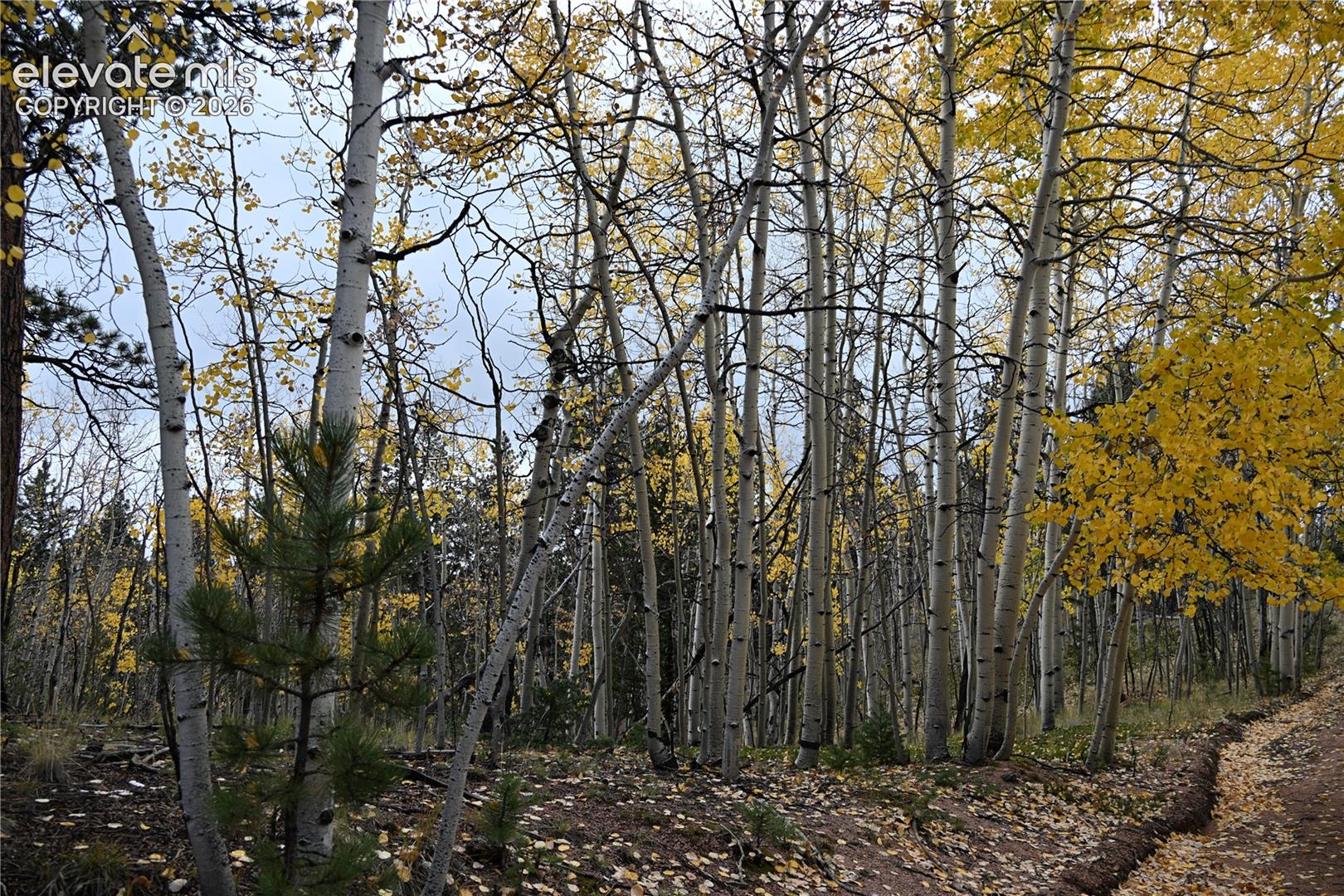 Wooded parcel featuring mature aspen trees, evergreen saplings, and earthen topography