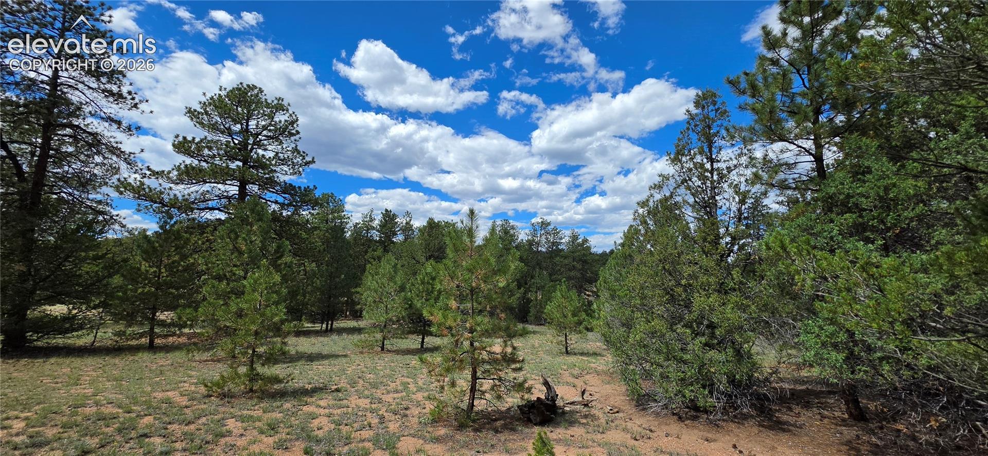 Expansive treed lot featuring mature evergreens, varied foliage, and natural ground cover