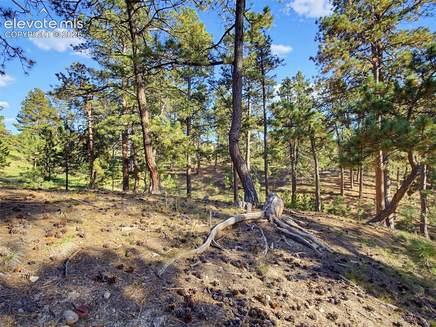 Historic Colorado "Bent Trees"