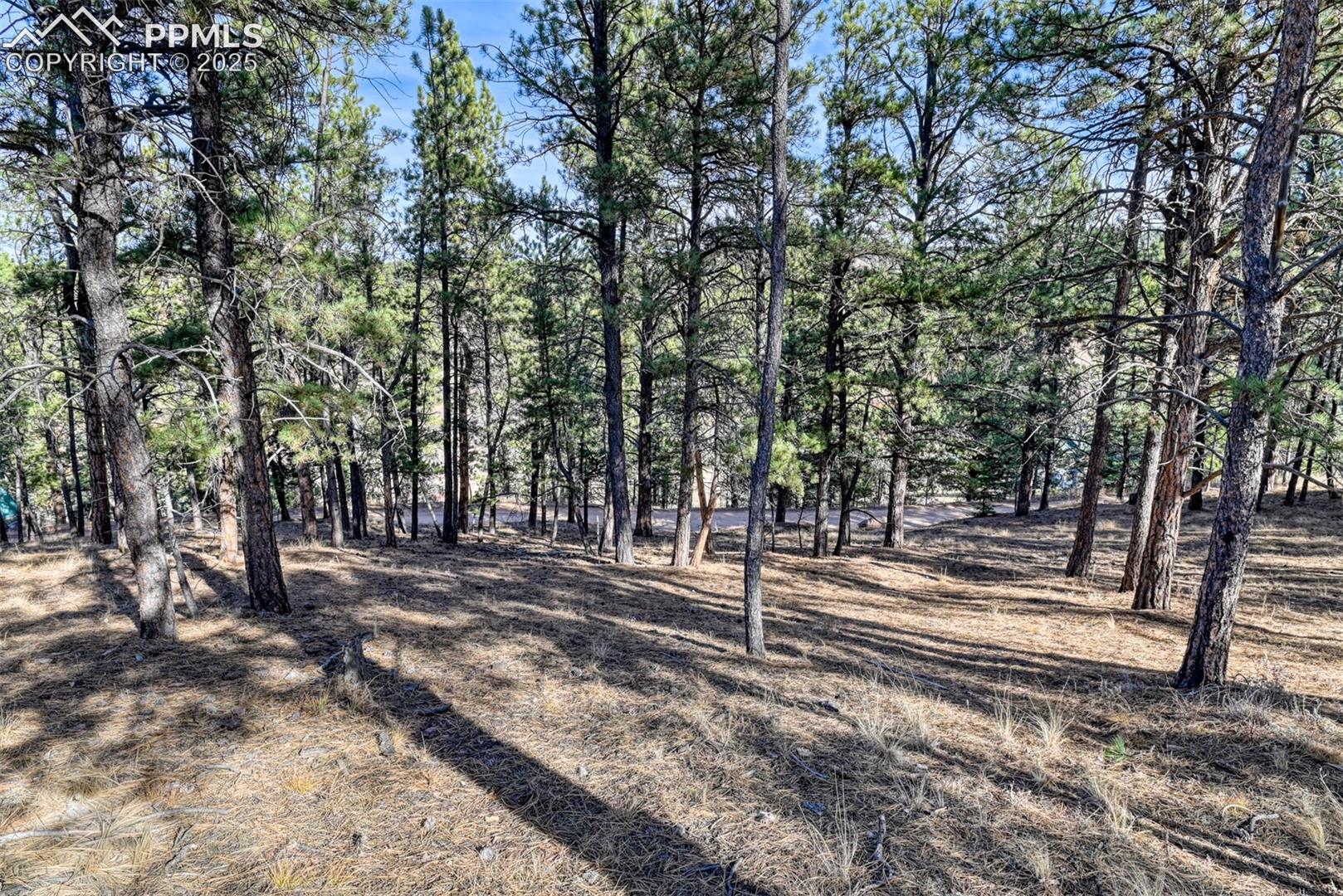 View of local wilderness