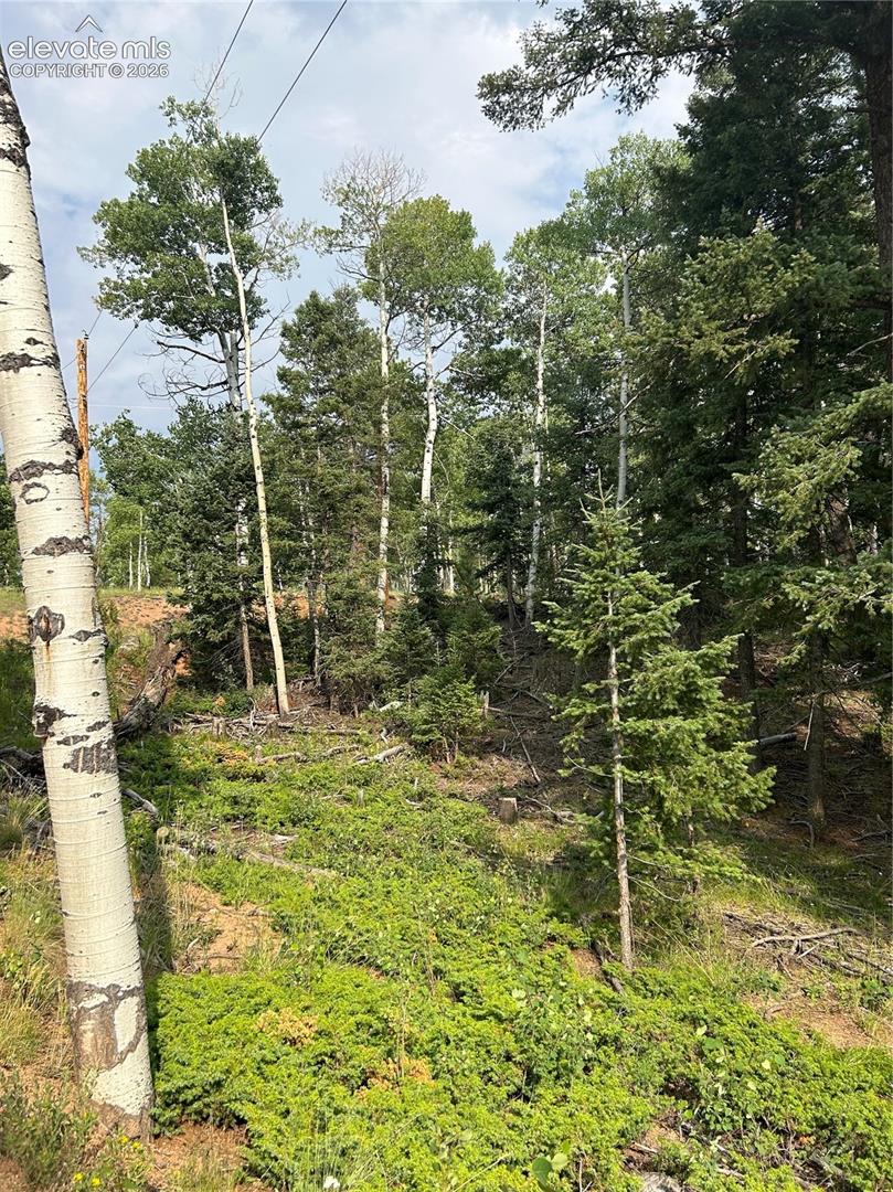 Wooded landscape featuring mature aspen and evergreen trees with native ground cover