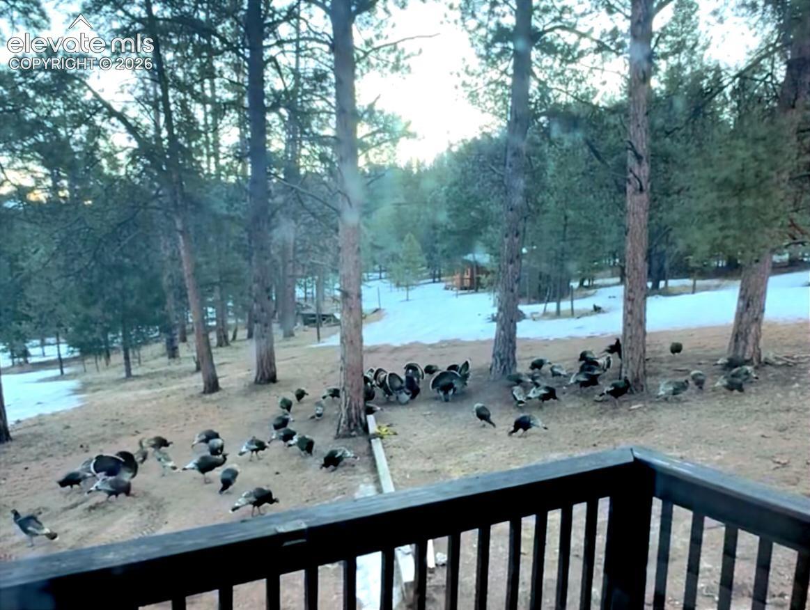 Wild Turkeys like to come visit sometimes 