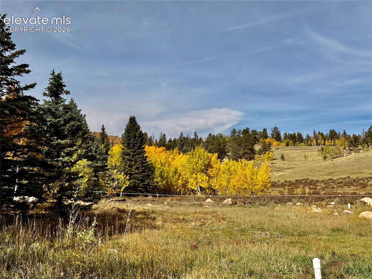 Expansive natural landscape featuring mature evergreen trees and vibrant yellow foliage
