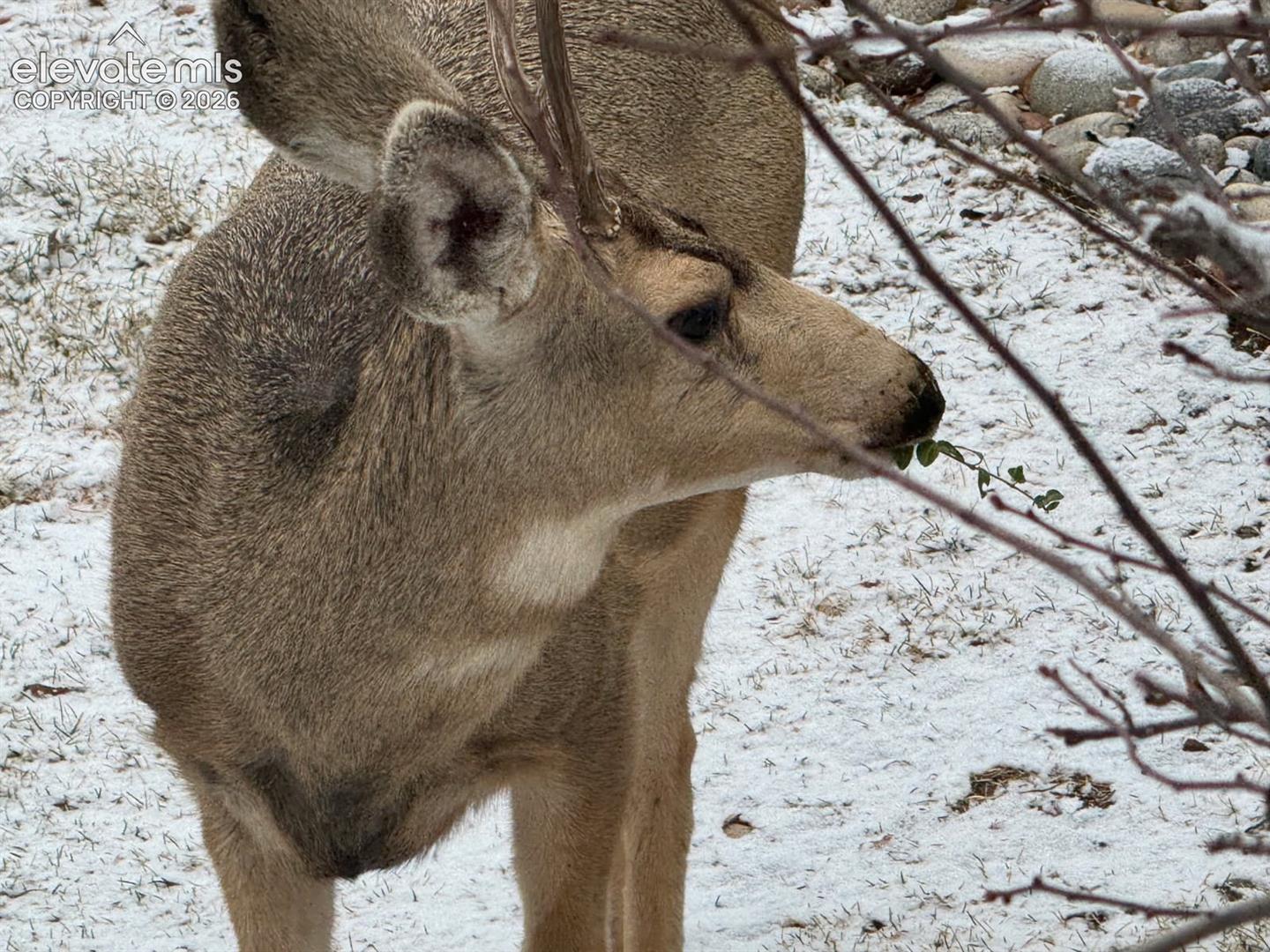 Backyard wildlife vistors