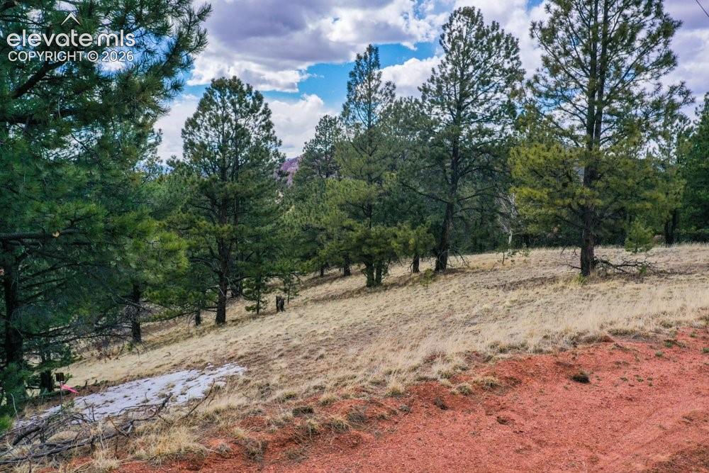 View of local wilderness