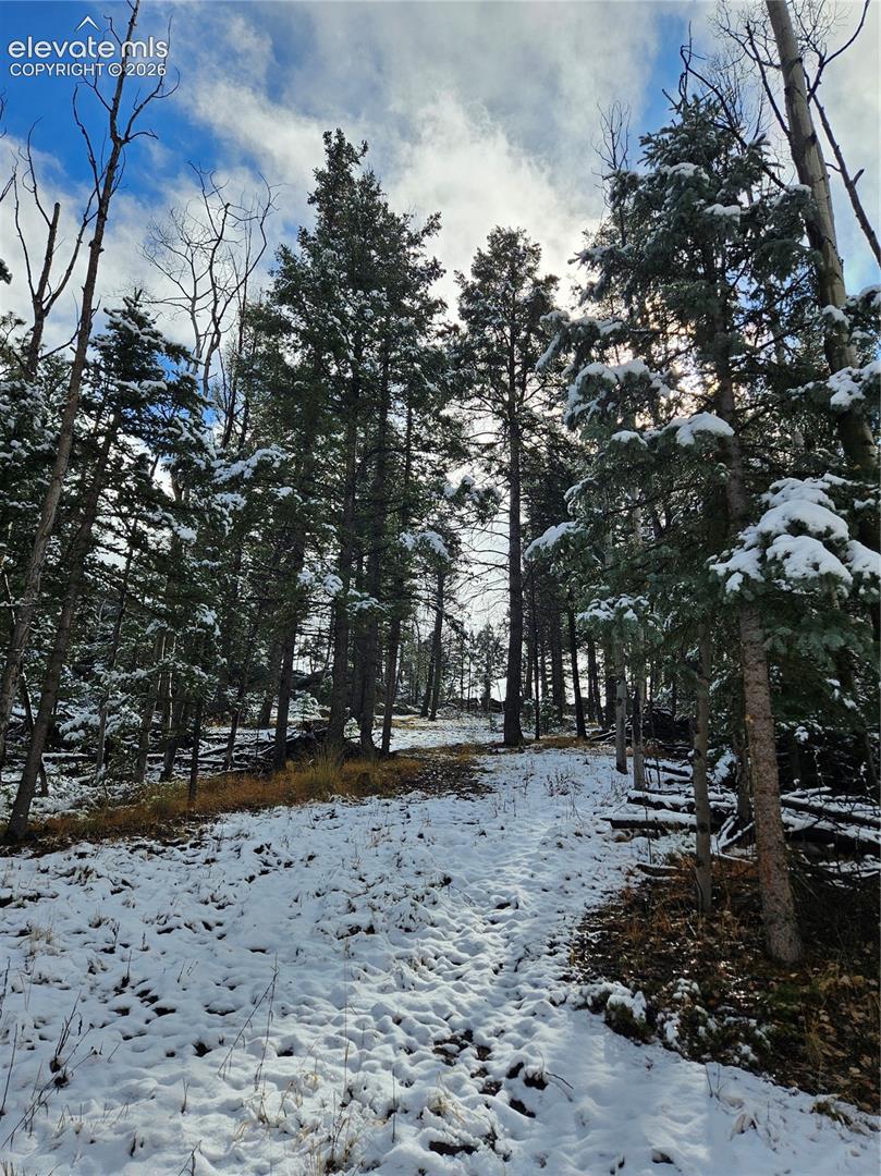 Wooded grounds featuring mature evergreen trees and natural terrain