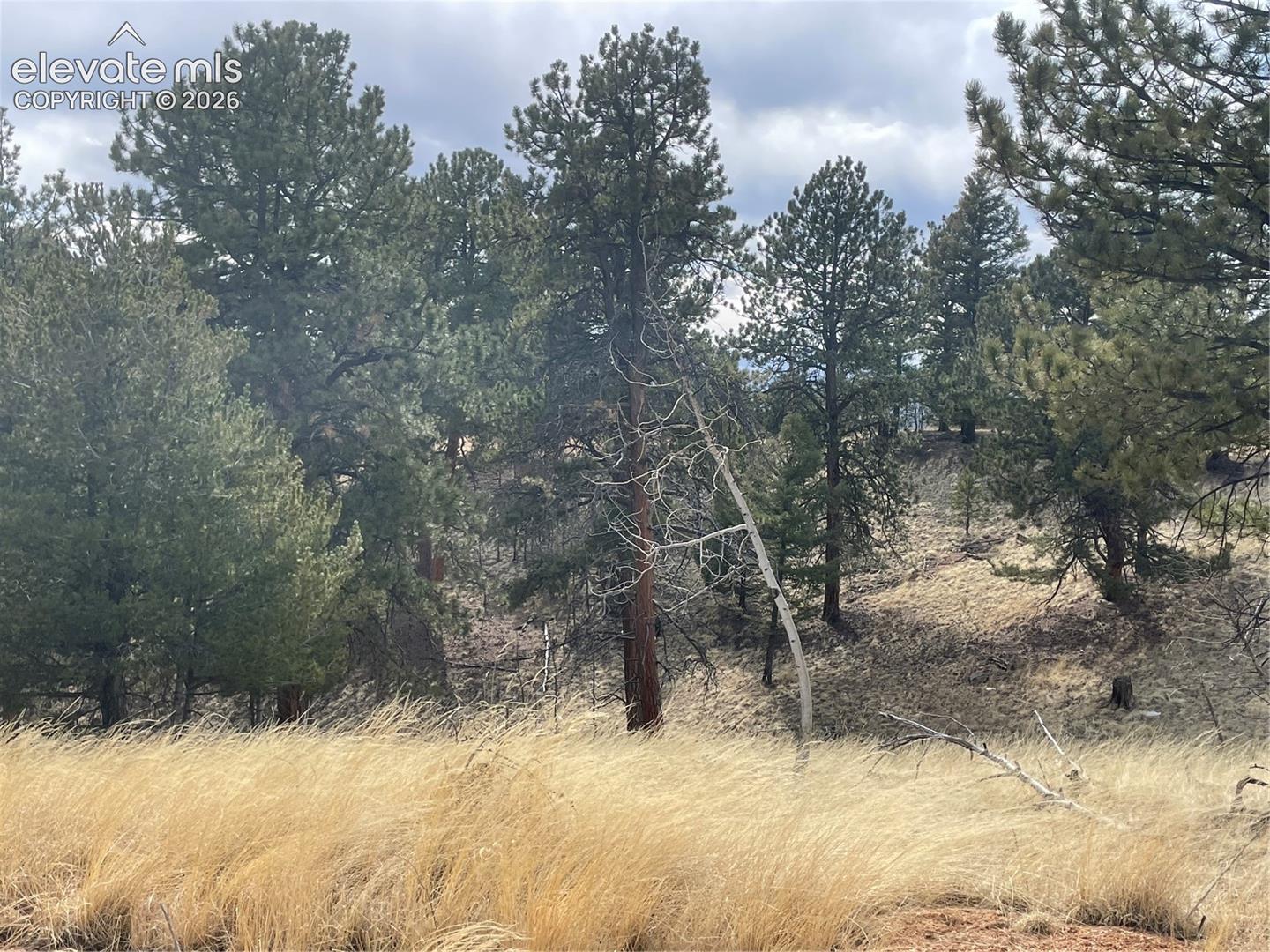 Natural landscape featuring tall evergreen trees, native grasses, and rolling topography