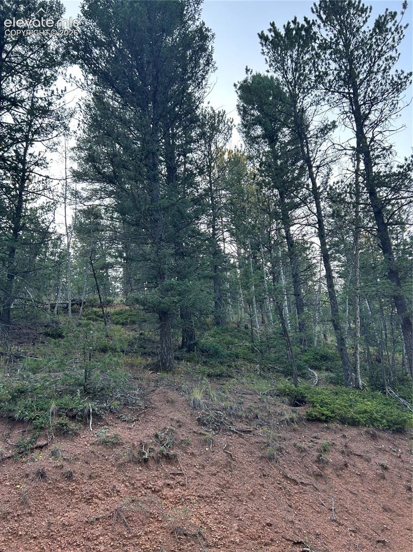 Sloping parcel featuring native soil composition, mature evergreen trees, and low-lying ground vegetation