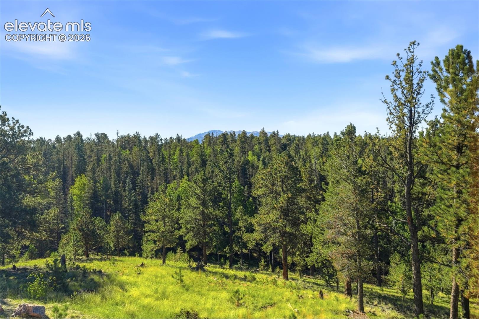 Expansive wooded landscape featuring mature evergreen trees and natural grassy terrain