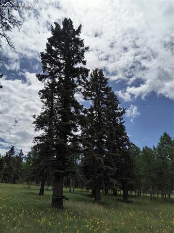 View of local wilderness