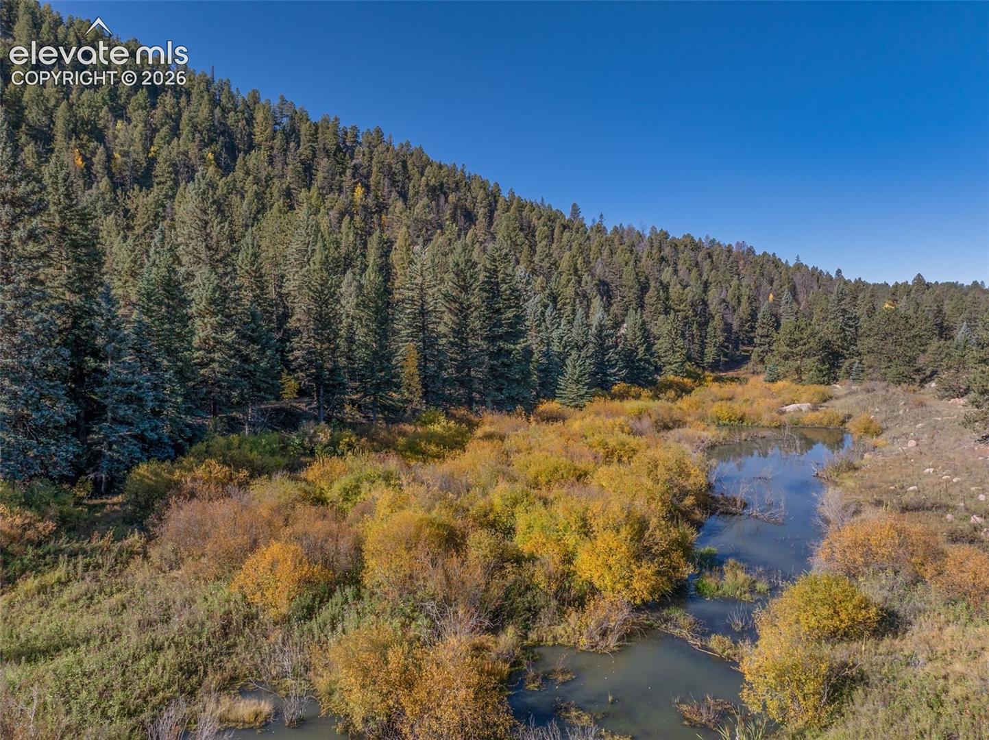 Dense forest, natural pond, varied foliage, expansive land, clear sky