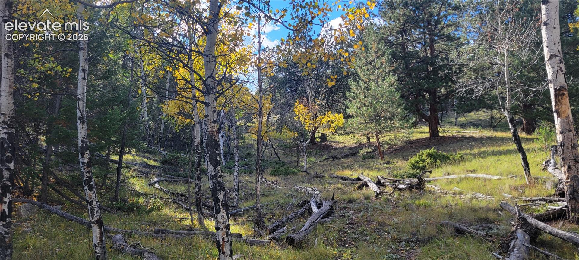 Mature trees, varied foliage, natural terrain, and abundant sunlight