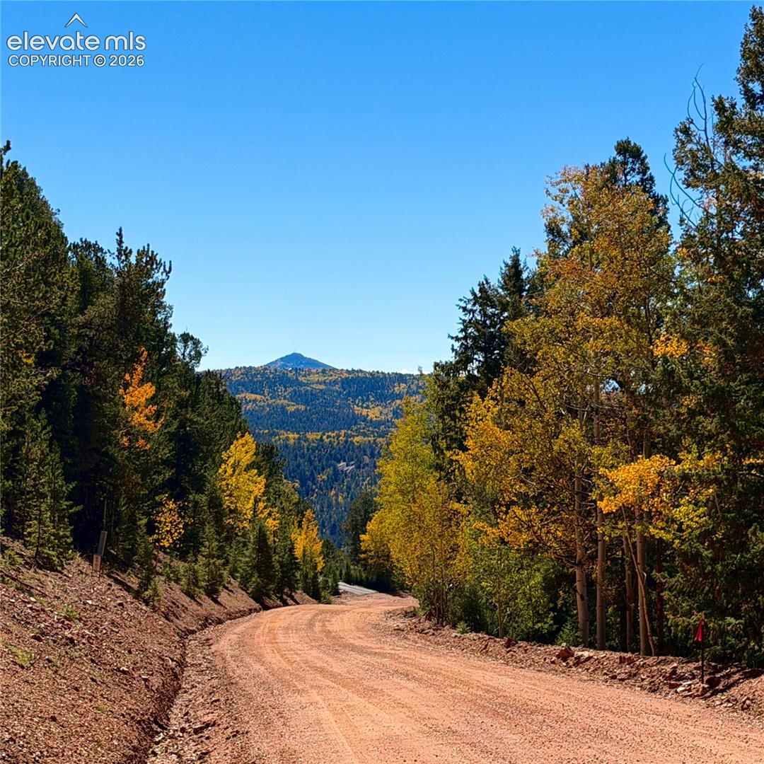 Winding gravel road bordered by mature trees with golden foliage, featuring distant mountain terrain