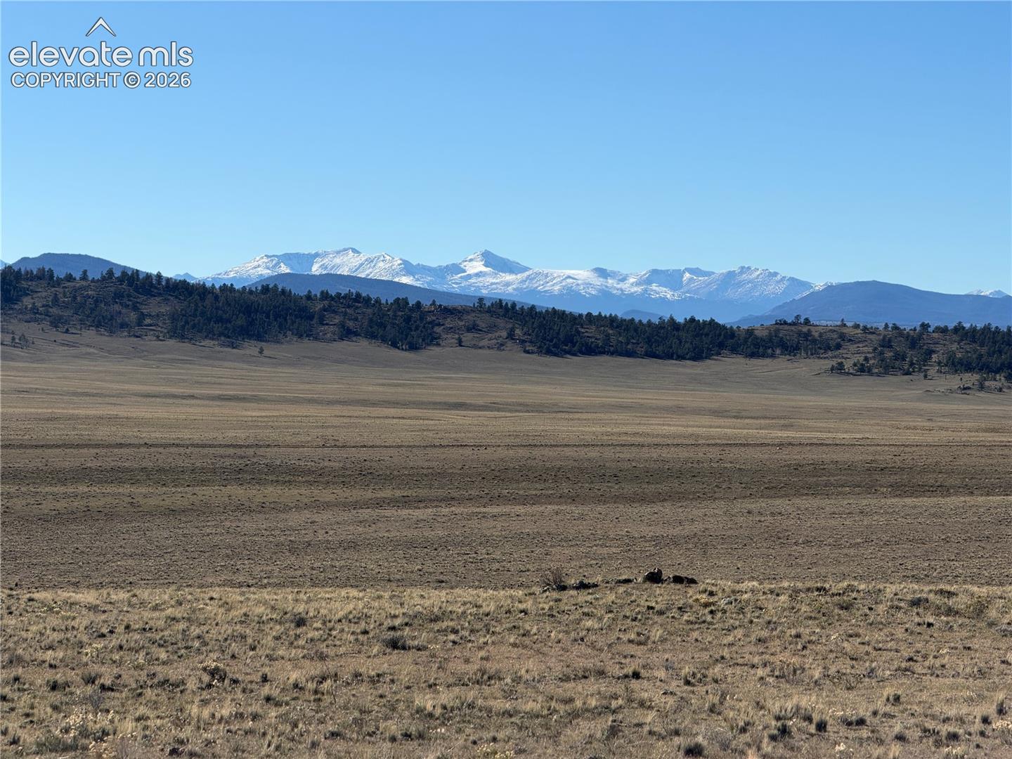 Expansive terrain featuring native grasses, mature evergreen clusters, and snow-capped mountain peaks