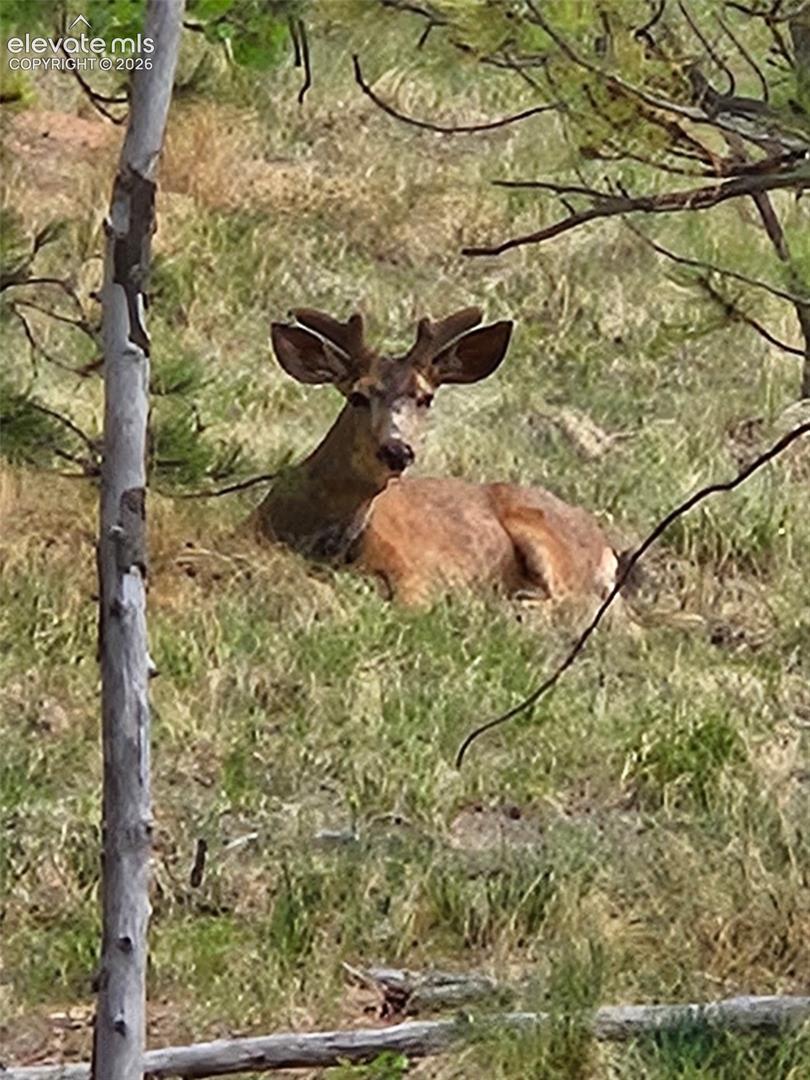 Who is watching you outside in the yard