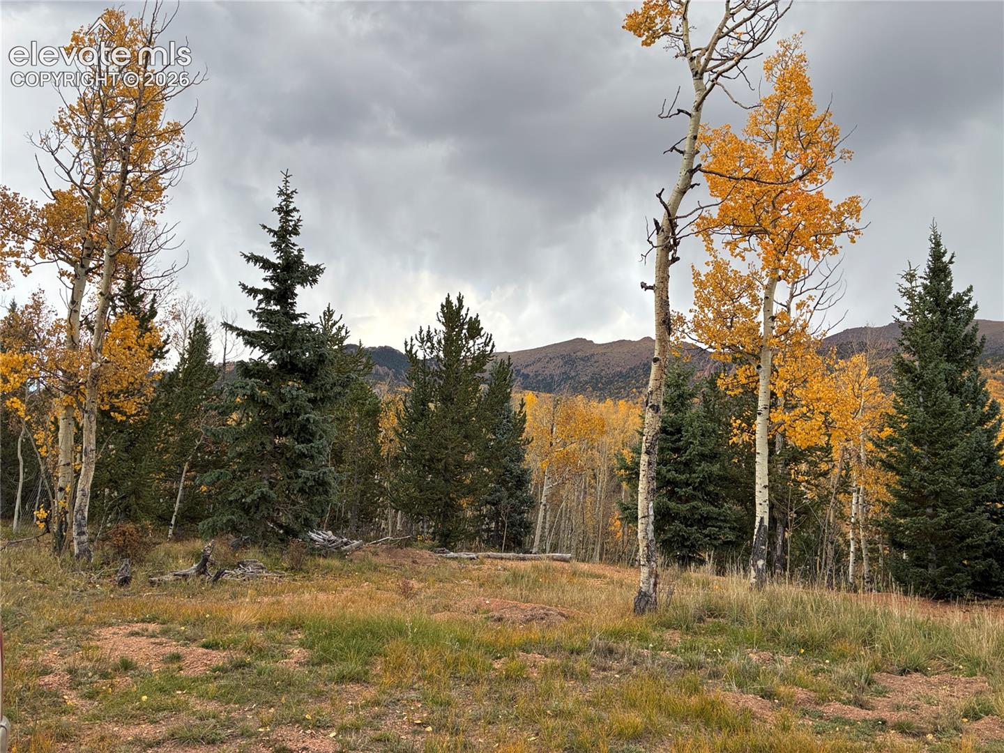 Natural landscape featuring mature evergreen trees, deciduous trees with golden foliage, native grasses, and mountainous terrain