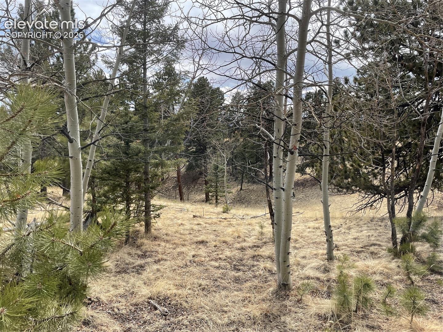 Wooded landscape featuring mature aspen and evergreen trees on natural terrain