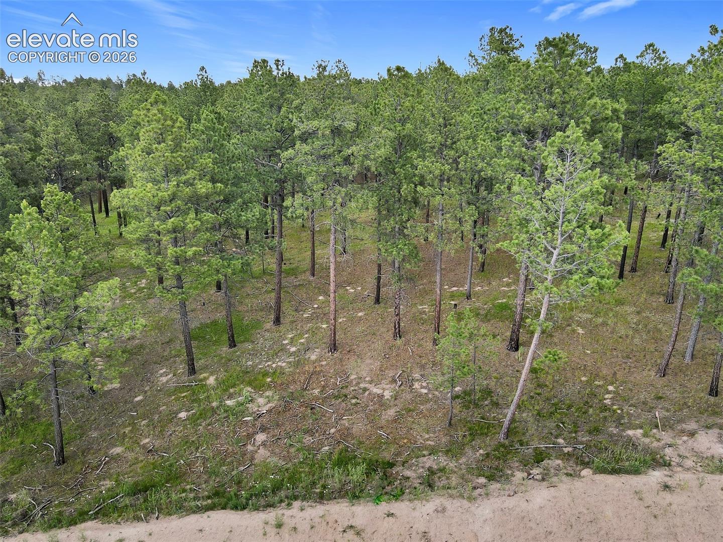 Expansive acreage featuring mature pine forest, natural ground cover, and level topography