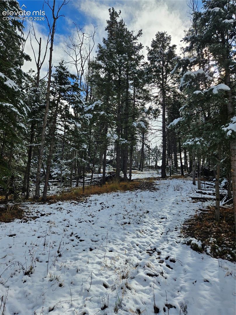 Wooded lot featuring mature evergreen trees and natural terrain
