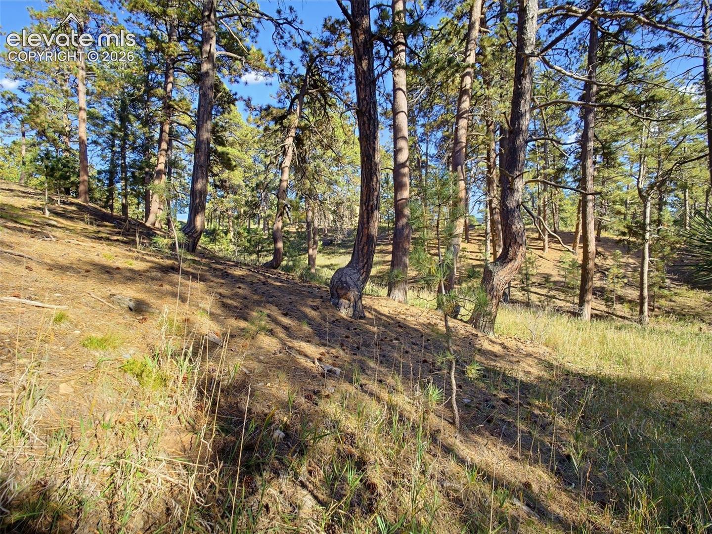 Historic Colorado "Bent Trees"