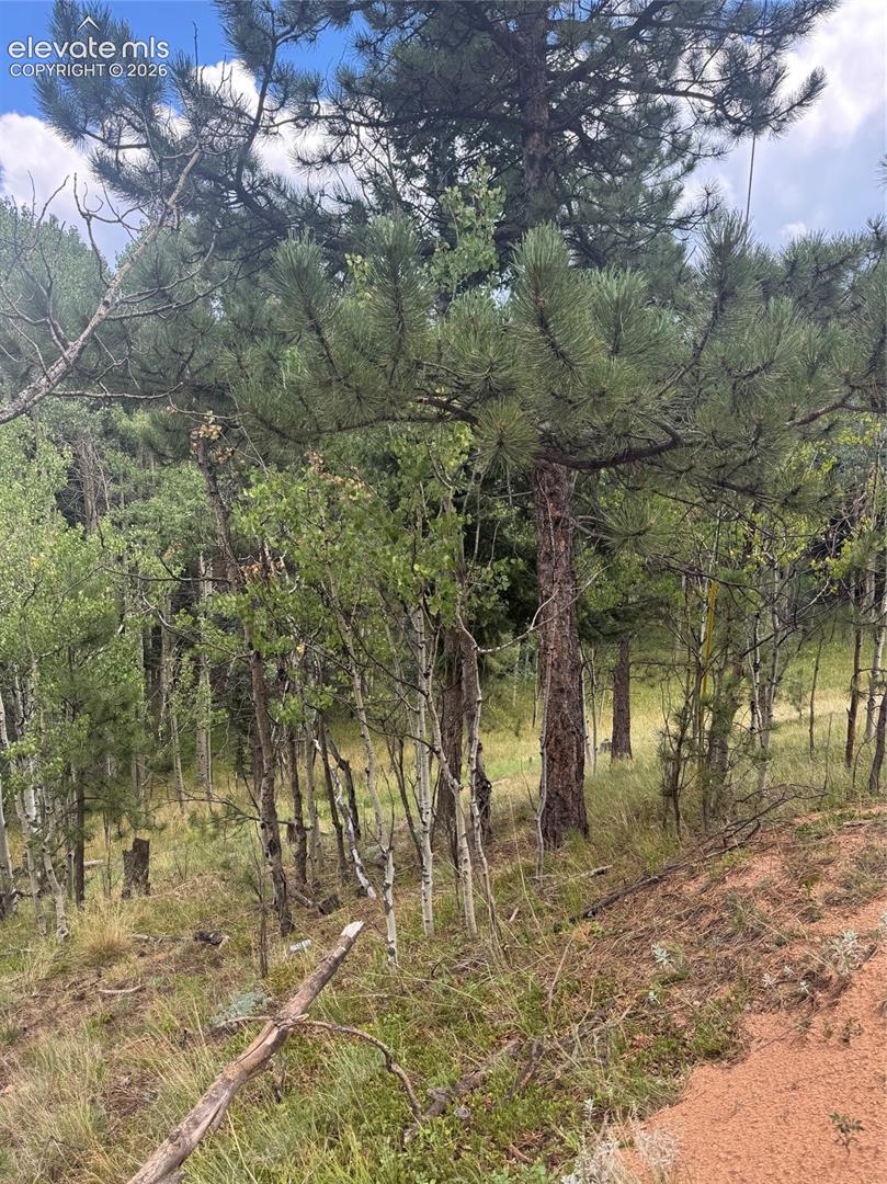 Wooded property featuring mature evergreen trees and deciduous trees