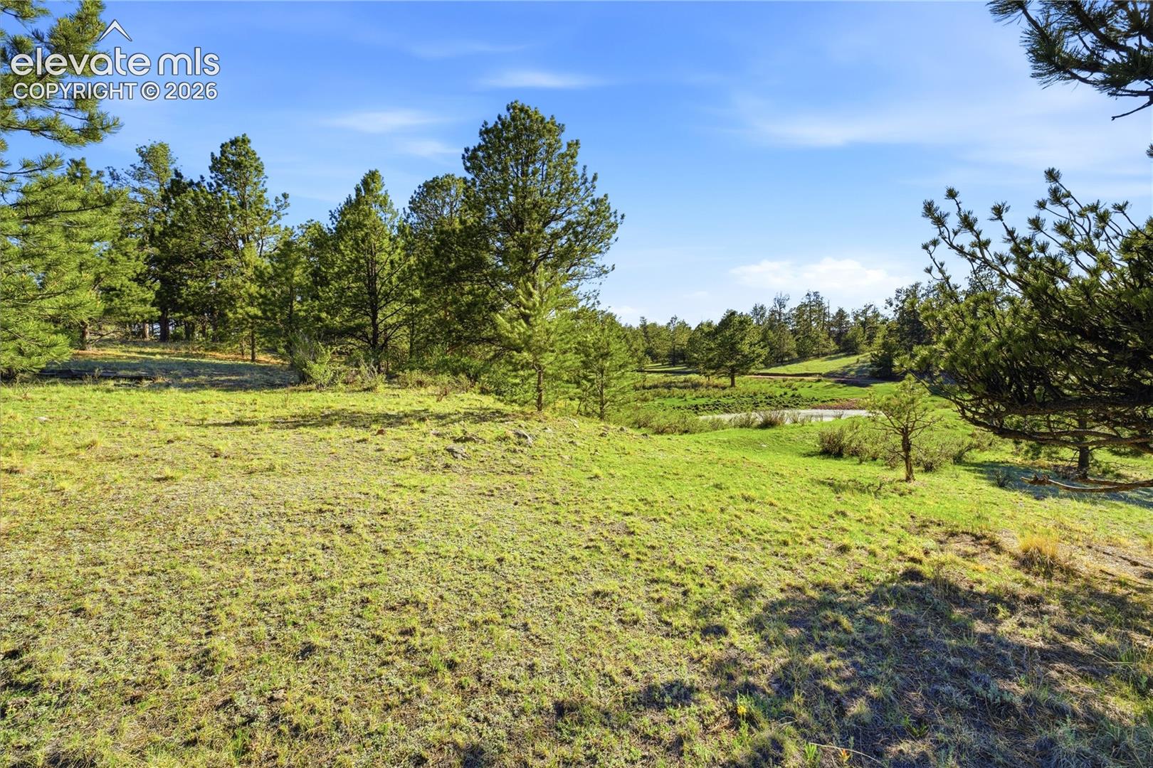 Expansive green space featuring scattered mature pine trees, a natural pond, and gently rolling topography under a clear sky