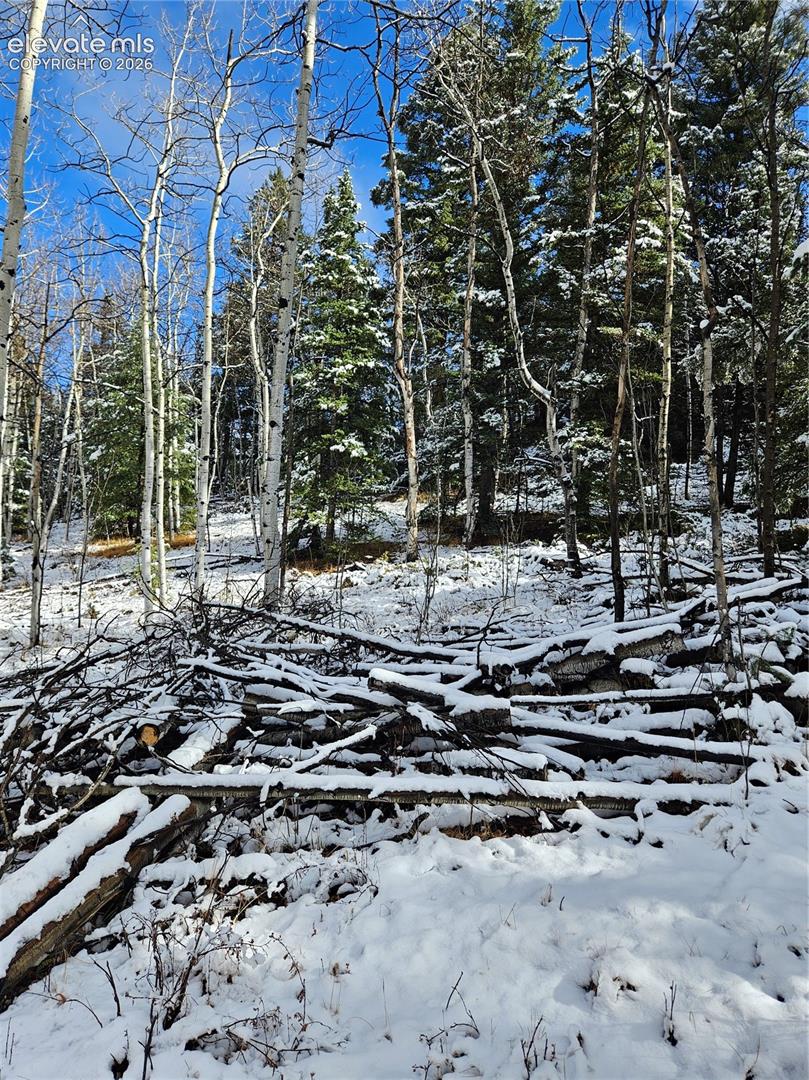 Wooded terrain featuring a dense mix of aspen and evergreen trees
