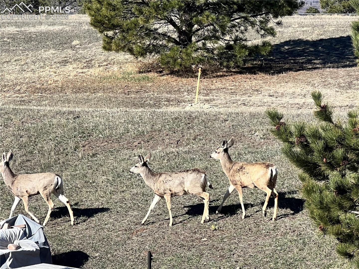 1682 Deer Creek Rd, Monument, CO 80132