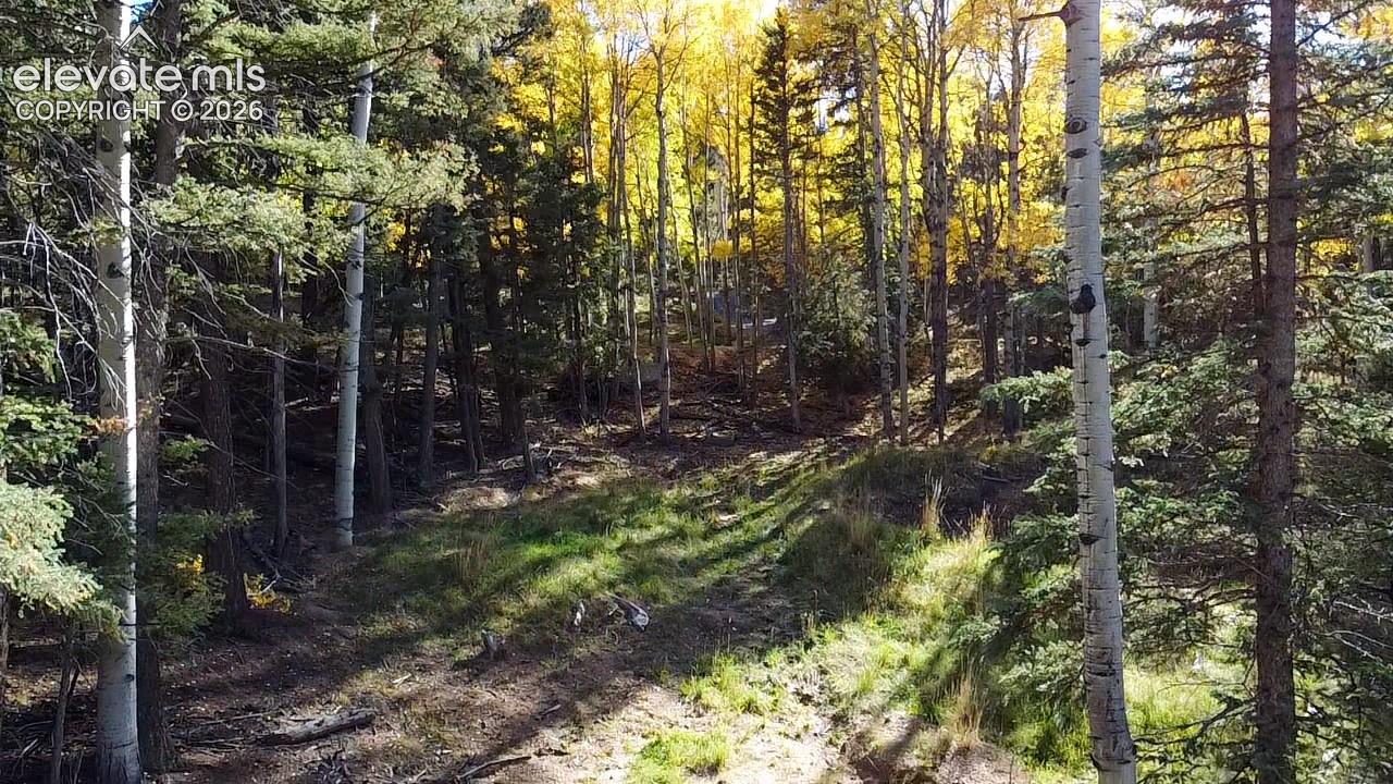 Wooded lot featuring mature deciduous and evergreen trees, varied terrain, and natural ground cover