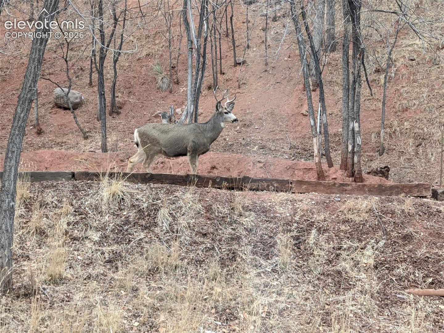 Wildlife sitings from the property