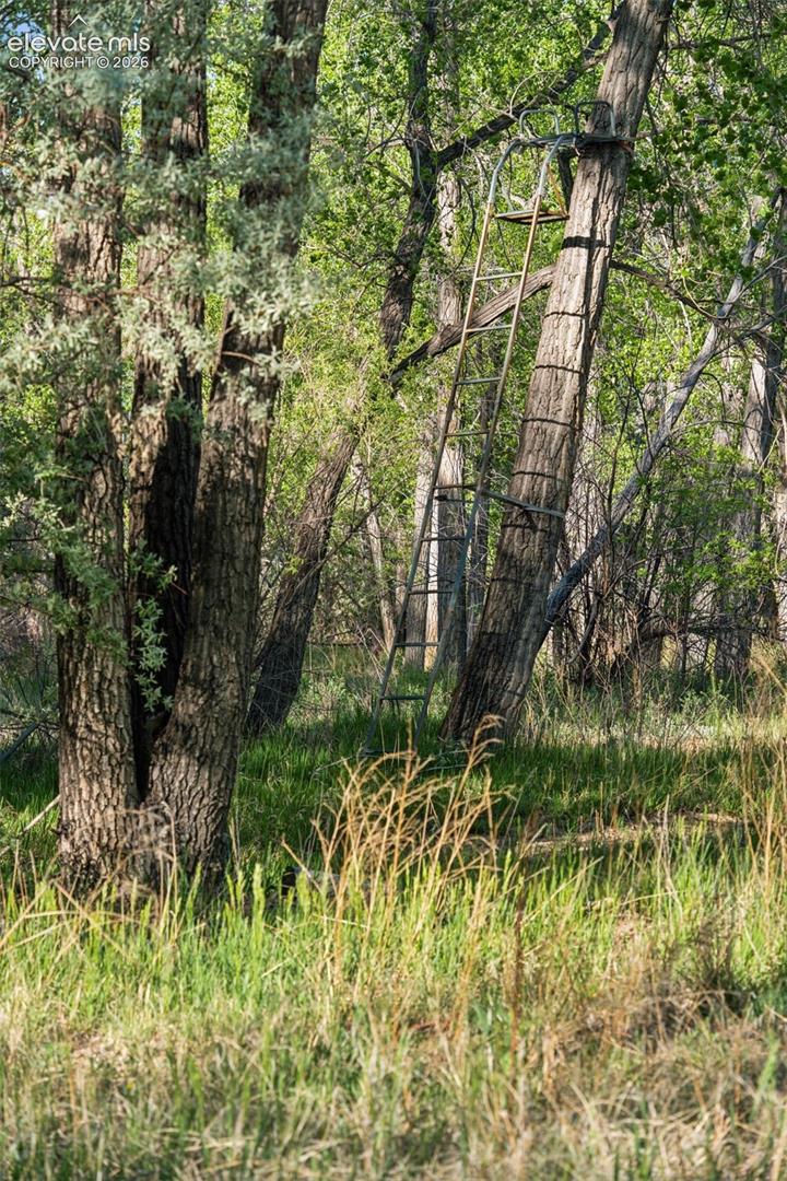 Existing treestand located within the cottonwood forest, reflecting the property’s long-standing use for outdoor recreation and wildlife observation.