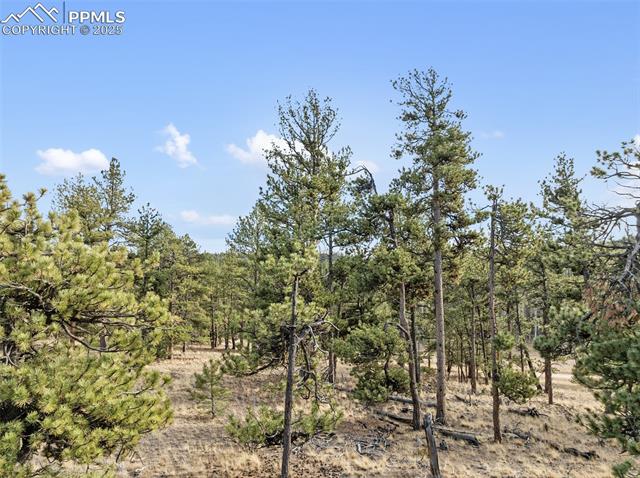 View of tree filled area