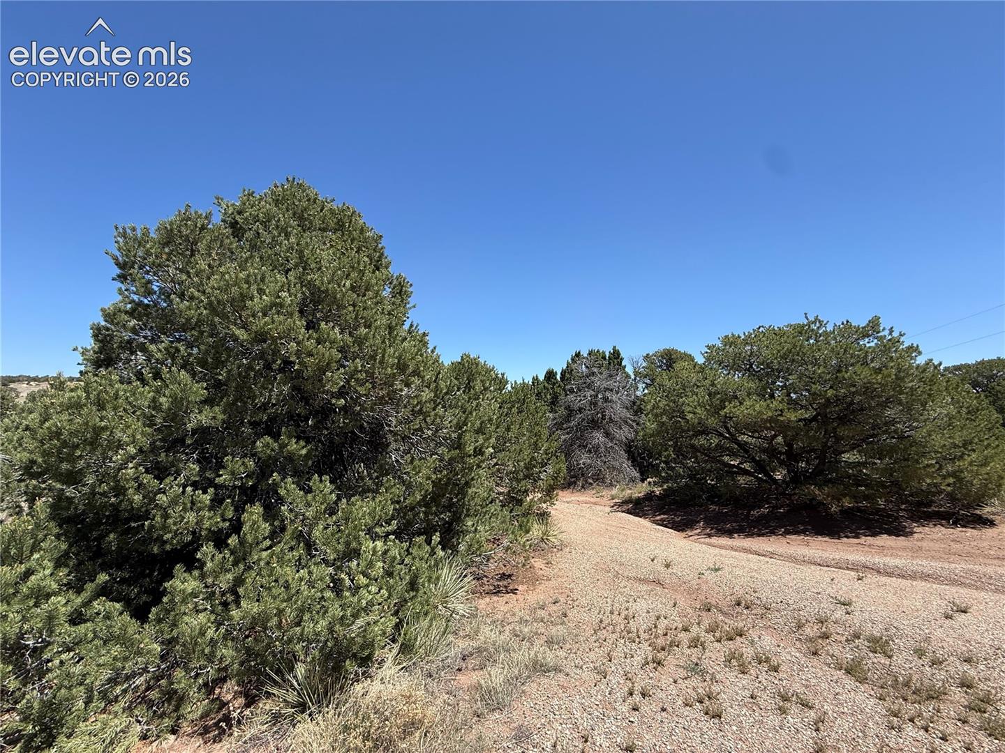 Cleared dirt road access surrounded by mature evergreen trees and native desert vegetation