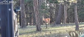 13395 Frank Rd, Colorado Springs, CO 80908